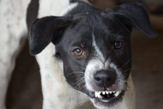 Σκύλος δάγκωσε ηλικιωμένη μέσα στο πλοίο από Ανκόνα για Πάτρα