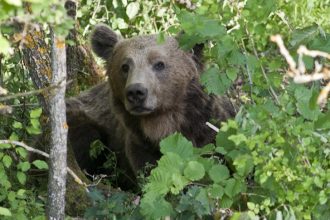 Αρκούδα εμφανίστηκε στο Παναιτωλικό Όρος προκαλώντας τρόμο