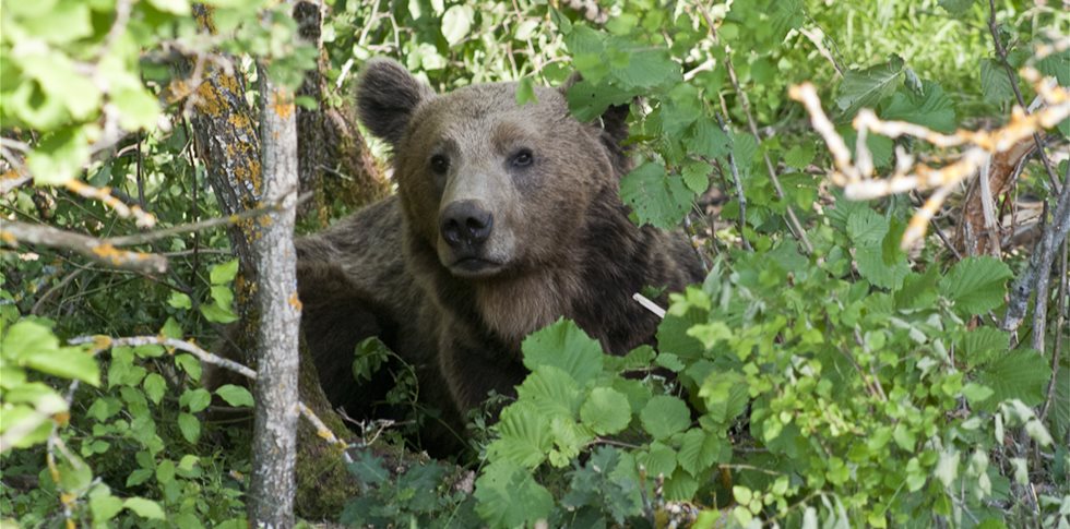 Αρκούδα εμφανίστηκε στο Παναιτωλικό Όρος προκαλώντας τρόμο