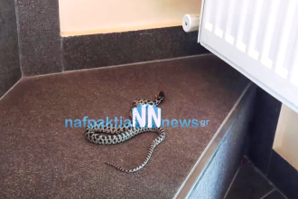 Ναύπακτος: Τρόμος για οικογένεια, βρήκε φίδι μέσα στο σπίτι της (ΦΩΤΟ)