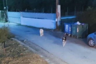 Πάτρα: Έξαρση επιθέσεων αδέσποτων στην Παραλία - "Το παιδί μου φοβάται να βγει από τo σπίτι"