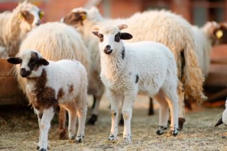 Ευλογιά αιγοπροβάτων: Κρούσμα στην περιοχή της Ναυπάκτου