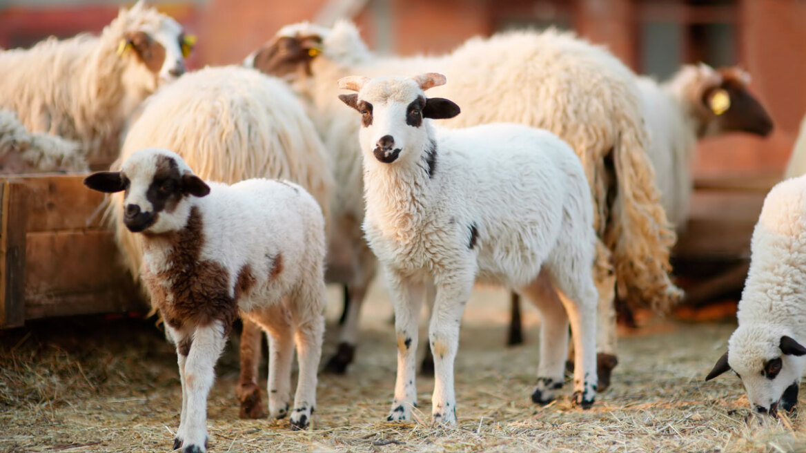 Ευλογιά αιγοπροβάτων: Κρούσμα στην περιοχή της Ναυπάκτου