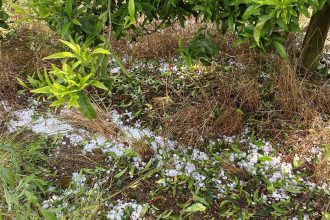 Αγρίνιο: Μεγάλες ζημιές από το χαλάζι σε καλλιέργειες 