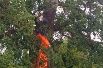 Αχαΐα: Έπεσαν κεραυνοί - Φωτιά σε δέντρο (ΦΩΤΟ)