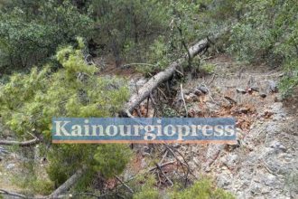 Δυτ. Ελλάδα: Μεγάλο δέντρο έπεσε στο οδόστρωμα στο αλσύλλιο της Παραβόλας (φωτο)