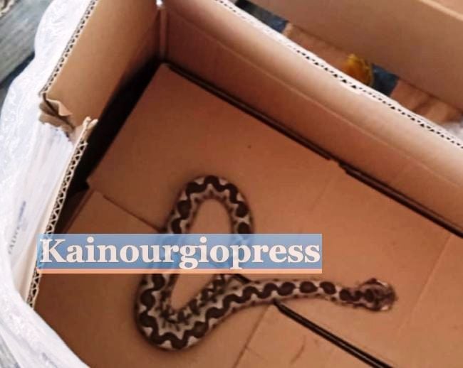 Κι άλλος στο Ρίο μετά από δάγκωμα οχιάς - ΦΩΤΟ Κι άλλος στο Ρίο μετά από δάγκωμα οχιάς - ΦΩΤΟ