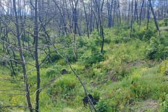 Η Δαδιά αναγεννάται από τις στάχτες της - «Από εδώ και πέρα, το δάσος δεν πρέπει να ξανακαεί»