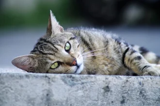 Αδιανόητη κτηνωδία: Νεαρός κλώτσησε γατάκι και στη συνέχεια το πάτησε με το ΙΧ του