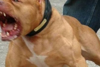 Πιτ-μπουλ δάγκωσε στην κοιλιά 3χρονο αγόρι