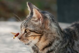 Οι 5 λόγοι που οι γάτες κυνηγούν μετά μανίας τα έντομα