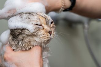 Πώς θα κάνετε μπάνιο χωρίς προβλήματα την ηλικιωμένη γάτα σας αν χρειαστεί