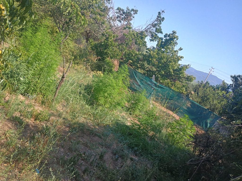 Σύλληψη για ναρκωτικά στο Μεσολόγγι (ΦΩΤΟ)