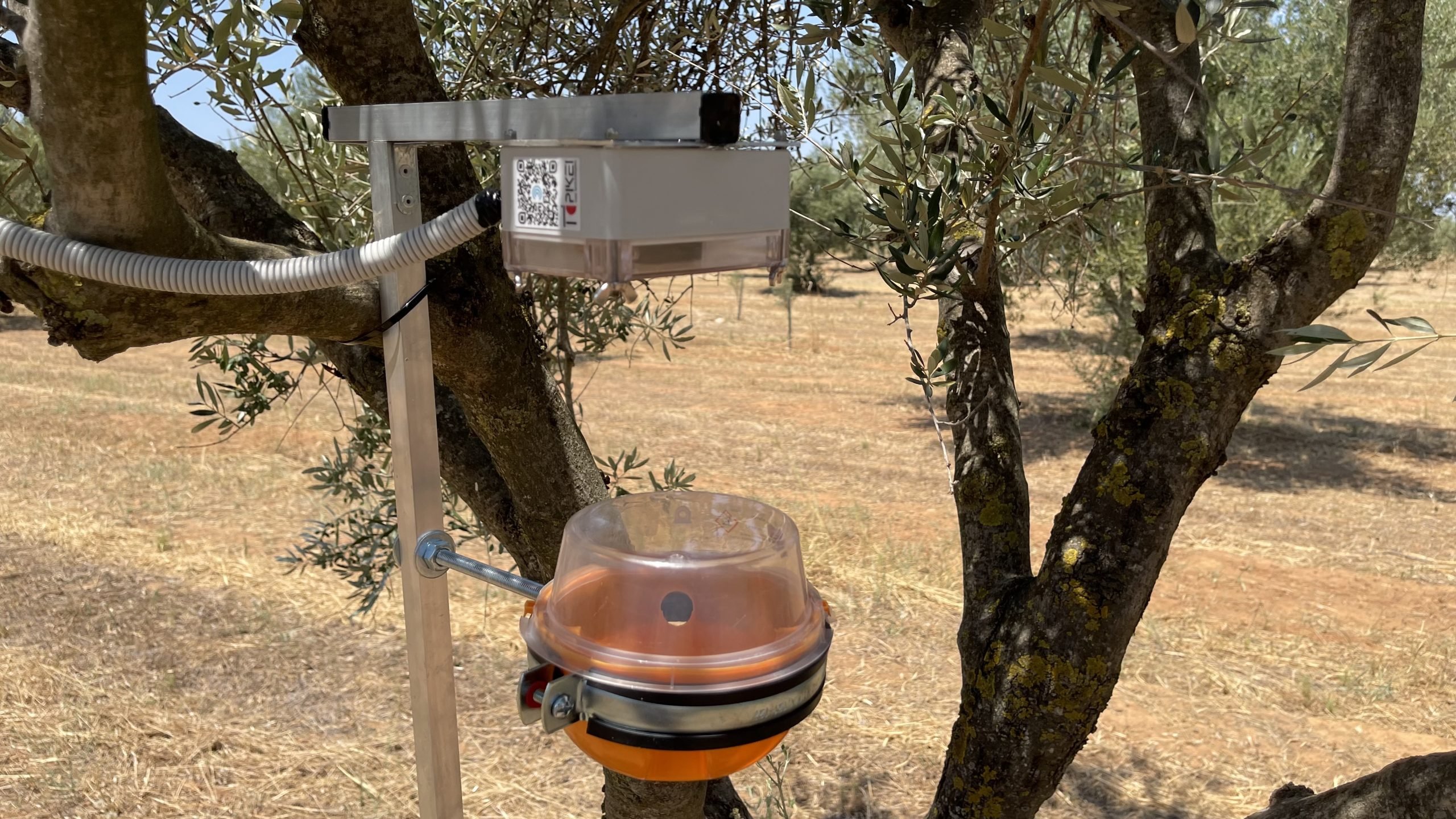  Πιλοτικό σύστημα αναγνώρισης δάκου στην Περιφέρεια Δυτικής Ελλάδας