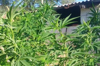 Μεσολόγγι: Του πέρασαν χειροπέδες για καλλιέργεια και κατοχή ναρκωτικών