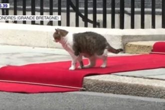 Larry the Cat: «Το πιο δημοφιλές πρόσωπο της Downing Street» - Η γάτα που «γοήτευσε» τον Μακρόν