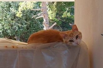 Χάθηκε η γατούλα Λούσι από το Ντράφι Αττικής- Ας βοηθήσουμε να βρεθεί