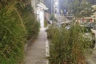 Η... ζούγκλα στο κέντρο της Πάτρας