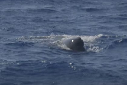 Εντοπίστηκε φάλαινα φυσητήρας στον Αργολικό Κόλπο