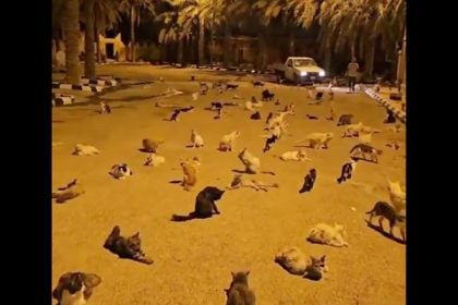 Αδέσποτες γάτες στη Σαουδική Αραβία