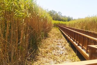 Πάτρα: Αντιπυρική ζώνη στο έλος της Αγυιάς από το Τμήμα Πρασίνου του Δήμου