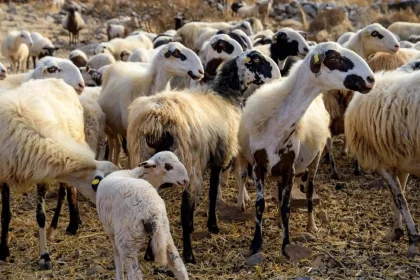 Σε κατάσταση συναγερμού η Αιτωλοακαρνανία και άλλες 12 περιοχές λόγω της ευλογιάς των αιγοπροβάτων