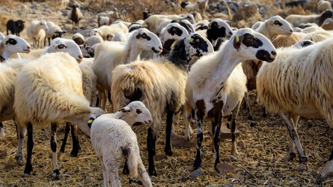 Σε κατάσταση συναγερμού η Αιτωλοακαρνανία και άλλες 12 περιοχές λόγω της ευλογιάς των αιγοπροβάτων