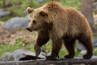 Καστοριά: Αρκούδα εμφανίστηκε σε αυλή σχολείου - ΒΙΝΤΕΟ
