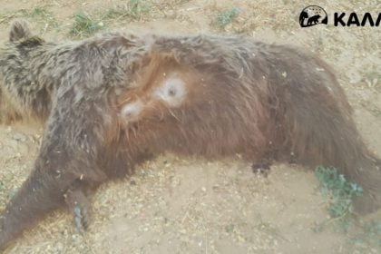 Καστοριά: Πέντε σφαίρες στην πλάτη έφερε η αρκούδα που εντοπίστηκε νεκρή – Τι καταγγέλλει η «Καλλιστώ»
