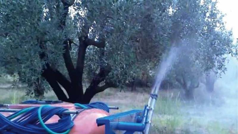 Έναρξη πρώτου γενικού ψεκασμού δακοκτονίας στους Δήμους Πατρέων και Αιγιάλειας