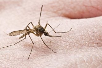 Ηλεία: Εντοπίστηκε κρούσμα ιού του Δυτικού Νείλου στο Επιτάλιο