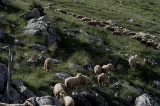 Θηριωδία στη Σέριφο: Κλείδωσαν 27 πρόβατα να πεθάνουν από τη δίψα σε εκκλησάκι