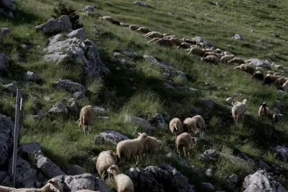 Θηριωδία στη Σέριφο: Κλείδωσαν 27 πρόβατα να πεθάνουν από τη δίψα σε εκκλησάκι