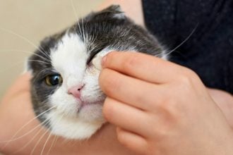 Βλέπετε τη γάτα σας να δακρύζει; Τι μπορεί να της συμβαίνει