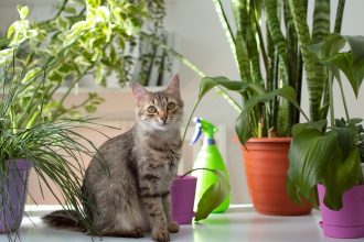 Αυτός είναι ο πιο αποτελεσματικός τρόπος για να σας δώσει σημασία η γάτα σας