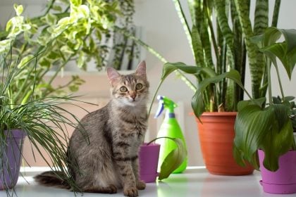 Αυτός είναι ο πιο αποτελεσματικός τρόπος για να σας δώσει σημασία η γάτα σας