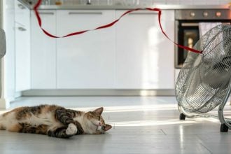 Καλοκαίρι και κατοικίδιο: Οδηγός επιβίωσης για τις ζεστές μέρες