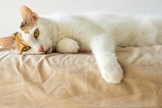Γιατί σταμάτησε ξαφνικά να περπατάει η γάτα σας – Ποια ασθένεια ίσως κρύβεται