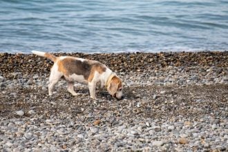 Γιατί ποιους λόγους ένας σκύλος μπορεί να τρώει πέτρες; Τι να κάνετε