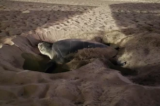 Πράσινη χελώνα βγήκε για πρώτη φορά σε παραλία της Νάξου για να γεννήσει!