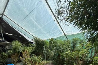 Συνελήφθη στη Ρόδο 52χρονος για διακίνηση ναρκωτικών και καλλιέργεια κάνναβης (ΦΩΤΟ)