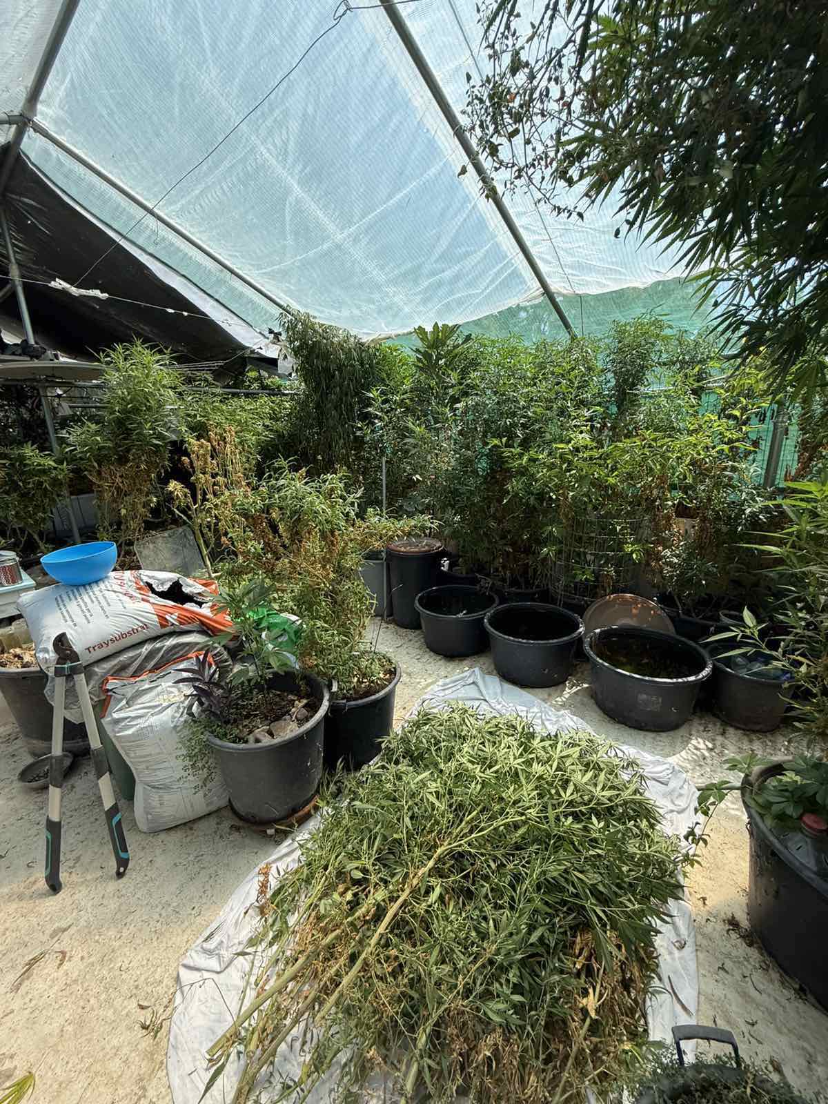 Συνελήφθη στη Ρόδο 52χρονος για διακίνηση ναρκωτικών και καλλιέργεια κάνναβης (ΦΩΤΟ)