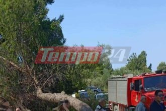 Πάτρα: Δέντρο έπεσε έξω από το Συνεδριακό Κέντρο του Πανεπιστημίου την ώρα της ορκωμοσίας φοιτητών (ΦΩΤΟ)