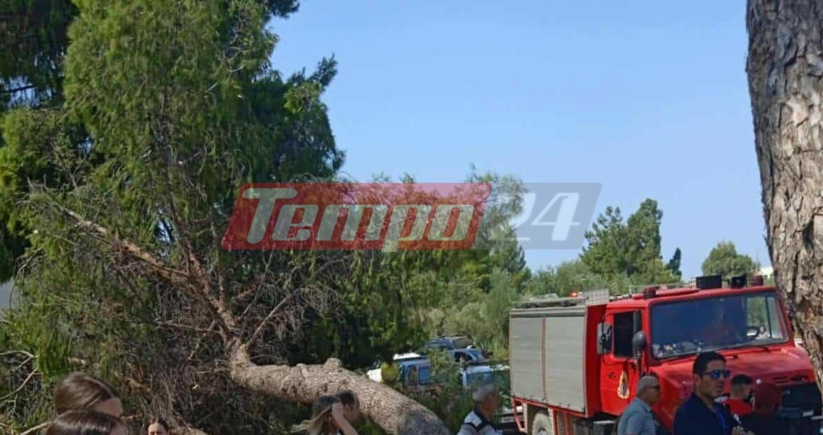 Πάτρα: Δέντρο έπεσε έξω από το Συνεδριακό Κέντρο του Πανεπιστημίου την ώρα της ορκωμοσίας φοιτητών (ΦΩΤΟ)