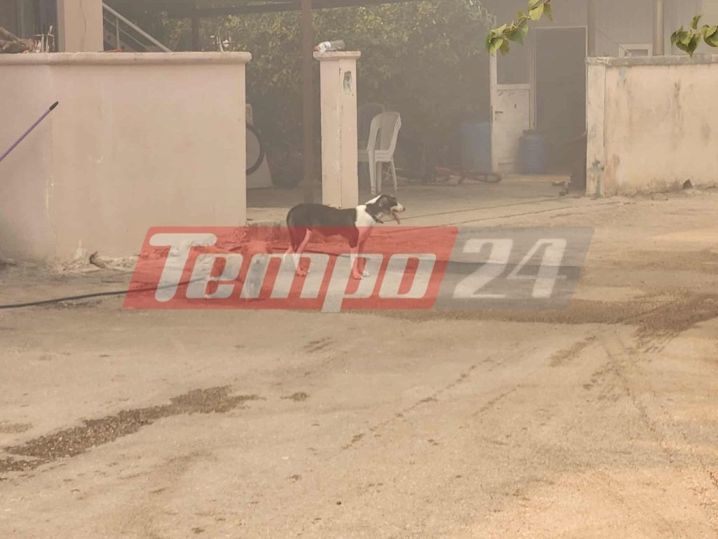 Κόλαση φωτιάς στην Αχαΐα: Καίγονται σπίτια επιχειρήσεις και νεκροταφείο - Εκκενώνονται Καμίνια, Βραχνέικα και Τσουκαλέικα, έκλεισε τμήμα της Πατρών-Πύργου (ΦΩΤΟ - ΒΙΝΤΕΟ)