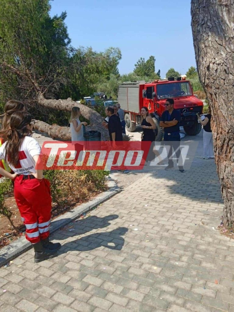 Πάτρα: Δέντρο έπεσε έξω από το Συνεδριακό Κέντρο του Πανεπιστημίου την ώρα της ορκωμοσίας φοιτητών (ΦΩΤΟ)