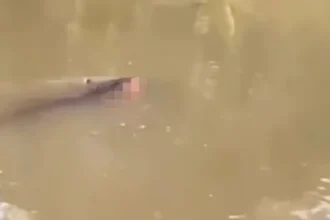 Ινδονησία: Τραγικός θάνατος για 53χρονο - Τον άρπαξε κροκόδειλος σε ποτάμι, έδωσαν μάχη οι συγγενείς για τη σορό