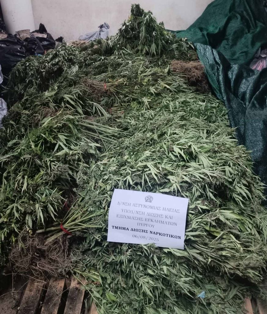 Πως η ΕΛ.ΑΣ βρήκε την οργανωμένη φυτεία με χιλιάδες δενδρύλλια κάνναβης στην Αιτωλοακαρνανία - Ερευνάται εγκληματικό δίκτυο διακίνησης ναρκωτικών σε νησί των Κυκλάδων (ΦΩΤΟ)