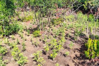 Αιτωλοακαρνανία: Πώς η ΕΛ.ΑΣ βρήκε την οργανωμένη φυτεία με τα χιλιάδες δενδρύλλια χασίς - Ερευνάται εγκληματικό δίκτυο διακίνησης ναρκωτικών σε νησί των Κυκλάδων (ΦΩΤΟ)