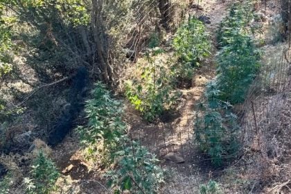 Αστυνομική επιχείρηση στον Μυλοπόταμο – Εντοπίστηκαν εννέα χασισοφυτείες